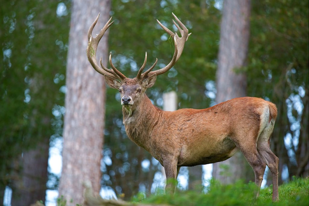 Il 28 Settembre parte il censimento del cervus elaphus